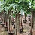 花卉出租 绿植盆栽摆放公司