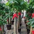 天津河西区花卉租摆公司 绿植养护公司