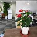 天津梅江花卉租摆公司