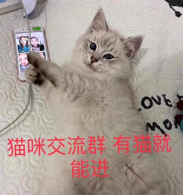 以宠物群取名字的创意与技巧（如何给宠物群取个有趣又独特的名字）