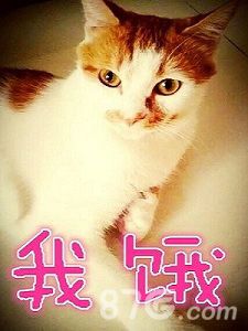 台球帝国猫咪饿了