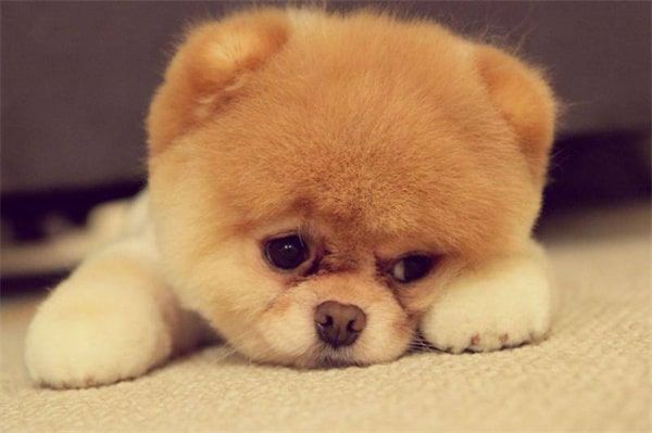 狗狗经常扑人怎么办？这方面的训练没到位