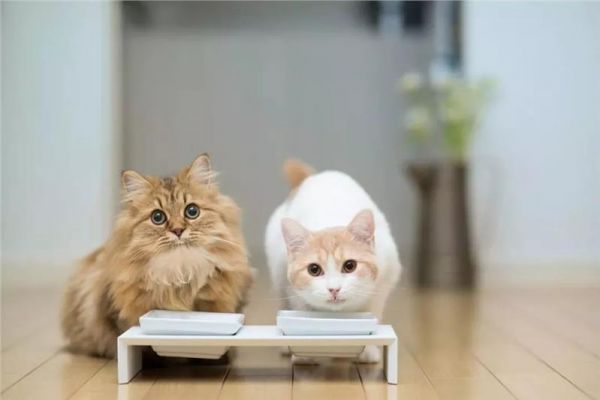 大连服务好的猫粮进口报关物流公司