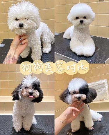 不敢信❗温州这家宠物店彻底改变了……