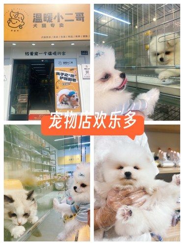 宠物店活体，宠物用品高性价比
