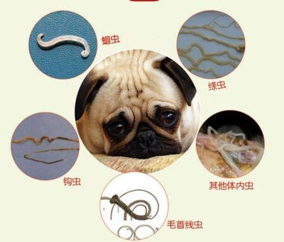 宠物寄生虫.png