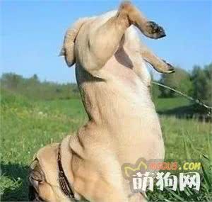 春季狗狗的护理方法，为了宠主和爱犬健康应该知道6点