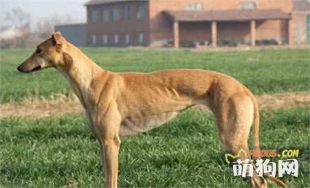 春季狗狗的护理方法，为了宠主和爱犬健康应该知道6点