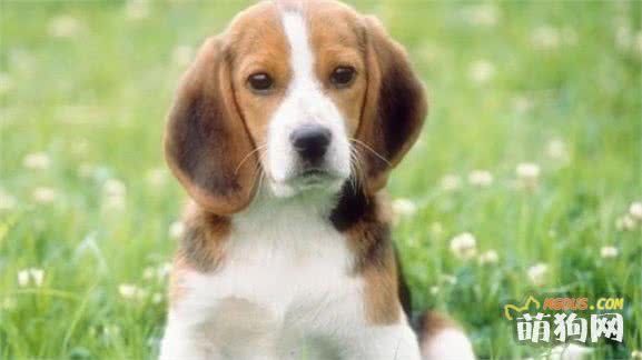春季狗狗的护理方法，为了宠主和爱犬健康应该知道6点