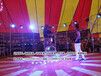 房地产人气鹦鹉表演，千人大棚马戏表演出租