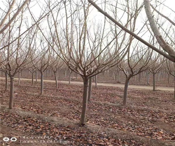 岳阳11公分阳光樱苗圃基地