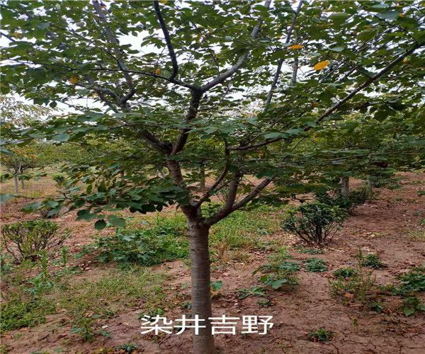 岳阳11公分阳光樱苗圃基地