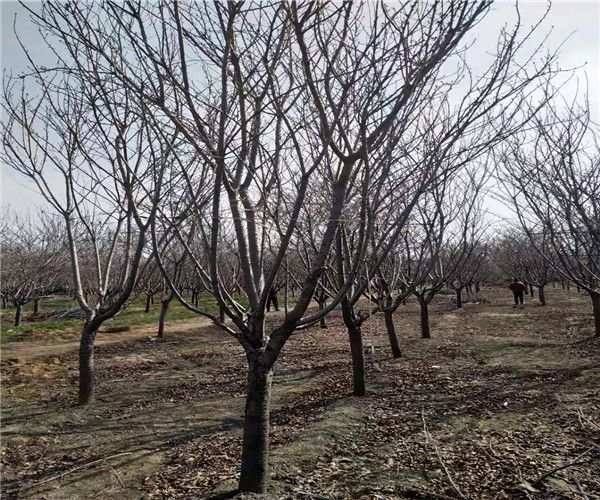 岳阳11公分阳光樱苗圃基地