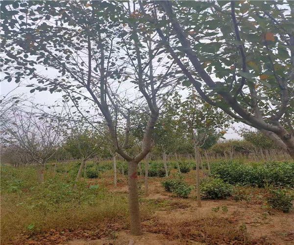 岳阳11公分阳光樱苗圃基地