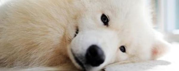 狗虱子最怕什么 狗身上虱子最怕什么