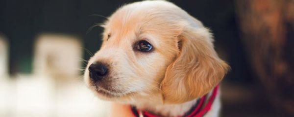 为什么狗洗完澡不能马上驱虫
