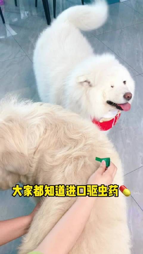 家有萌宠 给毛孩子驱虫别再做冤大头了,15年的老品牌……