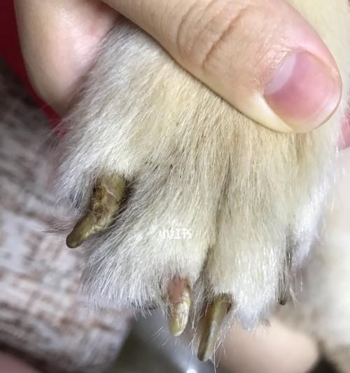 宠物狗脚趾间囊肿治疗（了解狗狗脚趾间囊肿的成因）