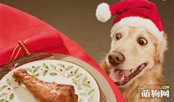 犬粮食的三种营养均衡选择