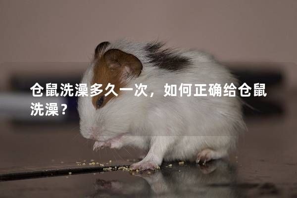 仓鼠洗澡多久一次，如何正确给仓鼠洗澡？