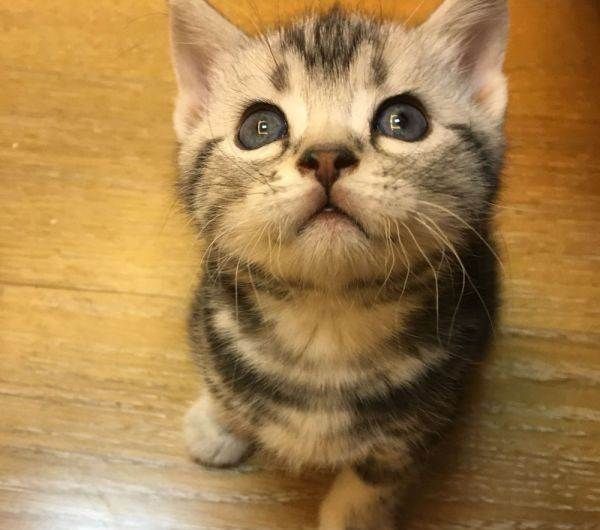 遇见肠胃敏感的猫，应该这么照顾2