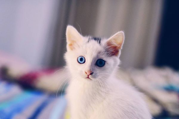 遇见肠胃敏感的猫，应该这么照顾26