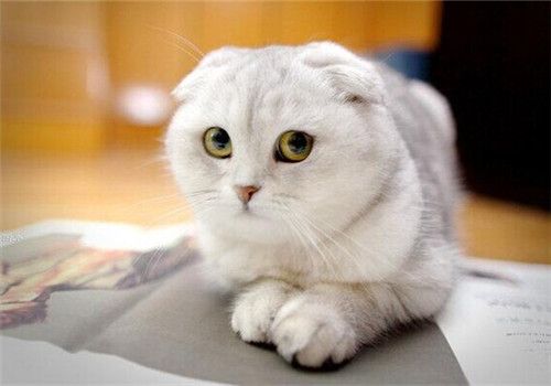 遇见肠胃敏感的猫，应该这么照顾5