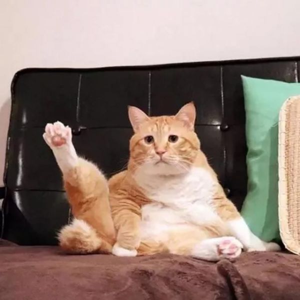 遇见肠胃敏感的猫，应该这么照顾10