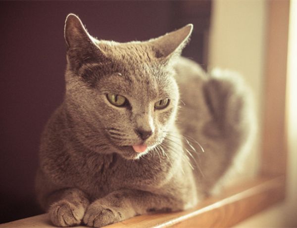 遇见肠胃敏感的猫，应该这么照顾16