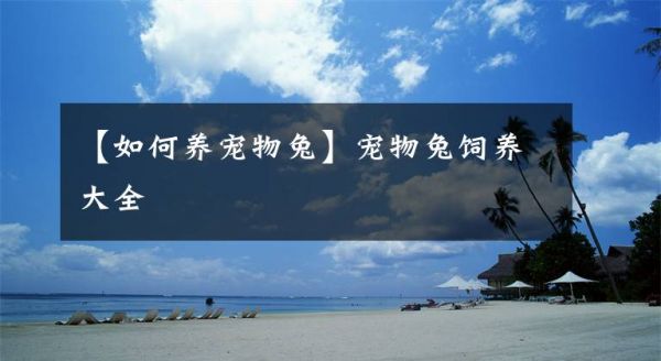 【如何养宠物兔】宠物兔饲养大全文章配图