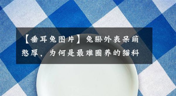 【垂耳兔图片】兔狲外表呆萌憨厚，为何是最难圈养的猫科？国内仅一家动物园饲养文章配图