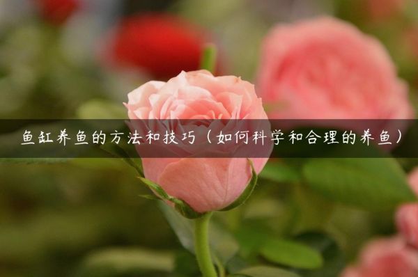 鱼缸养鱼的方法和技巧（如何科学和合理的养鱼）