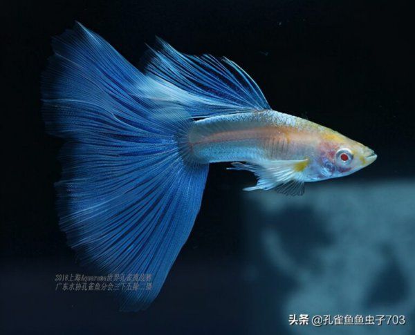 蓝尾礼服白子孔雀鱼介绍
