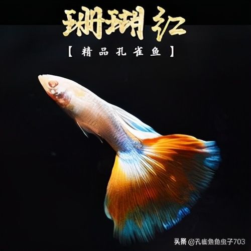 蓝尾礼服白子孔雀鱼介绍