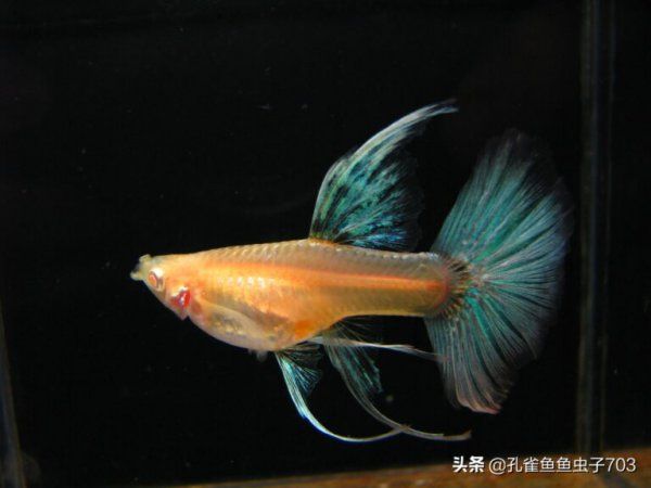 蓝尾礼服白子孔雀鱼介绍