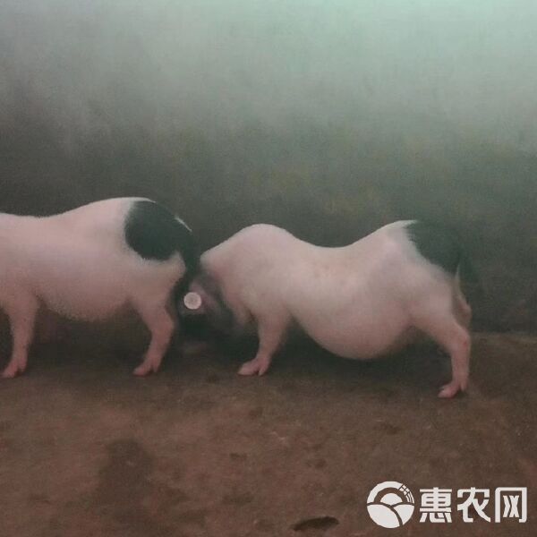 巴马香猪 正宗纯种迷你宠物猪