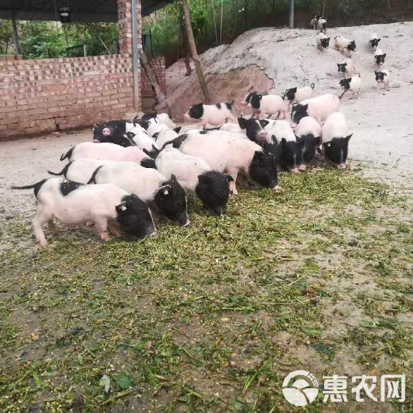 巴马香猪 正宗纯种迷你宠物猪