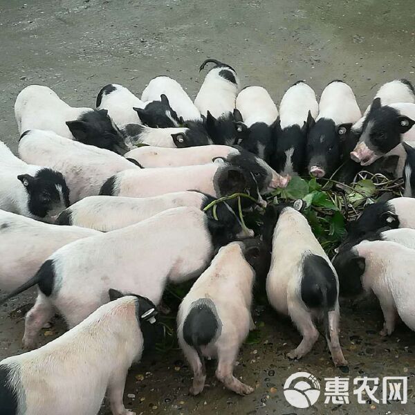 巴马香猪 正宗纯种迷你宠物猪