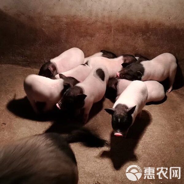 巴马香猪 正宗纯种迷你宠物猪