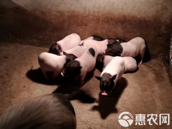 巴马香猪 正宗纯种迷你宠物猪