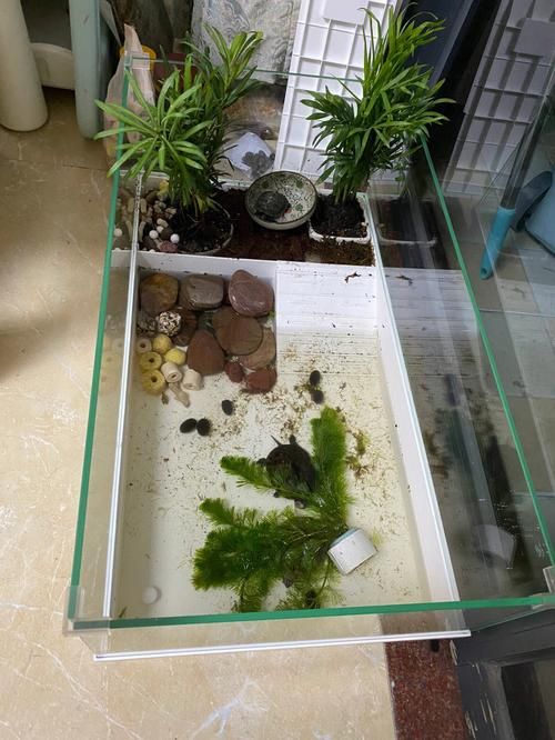 怎么布置乌龟的生活场所