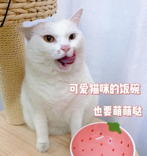 猫咪饮食时间表（如何正确喂养宠物猫）