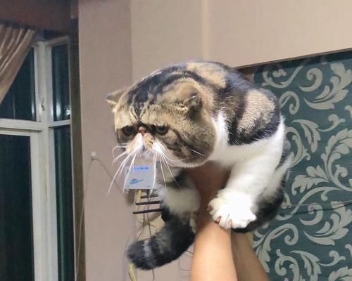 猫咪饮食时间表（如何正确喂养宠物猫）