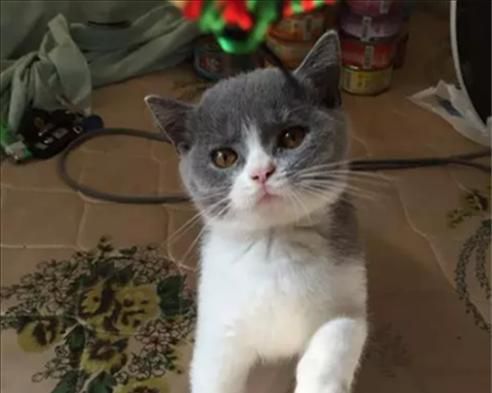 猫咪的饮食习惯与健康（了解猫咪饮食需求）