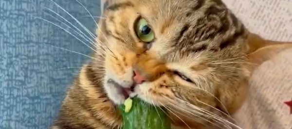 猫咪的饮食（猫咪的饮食习惯）
