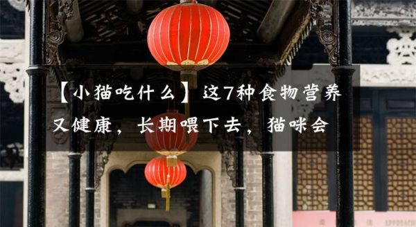 【小猫吃什么】这7种食物营养又健康，长期喂下去，猫咪会“爱上”你的文章配图