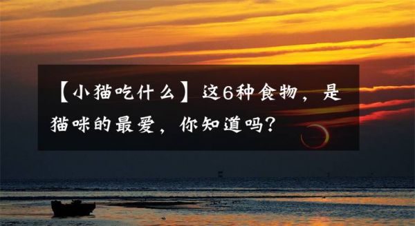 【小猫吃什么】这6种食物，是猫咪的最爱，你知道吗？文章配图