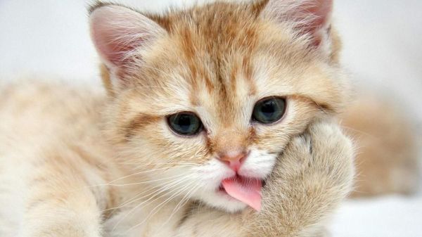 猫最喜欢吃什么?这些你肯定没想到过