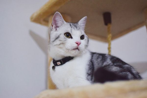 猫最喜欢吃什么?这些你肯定没想到过