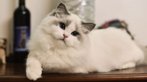 猫最喜欢吃什么?这些你肯定没想到过